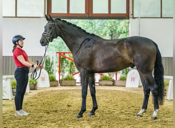 Westfaliano, Castrone, 3 Anni, 171 cm, Baio nero