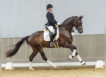 Westfaliano, Castrone, 3 Anni, 171 cm, Baio nero
