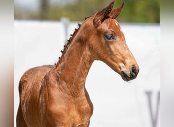 Westfaliano, Castrone, 3 Anni, 172 cm, Baio