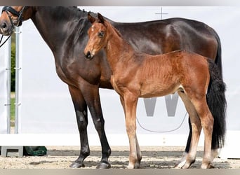 Westfaliano, Castrone, 3 Anni, 172 cm, Baio