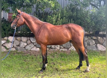 Westfaliano, Castrone, 3 Anni, 172 cm, Baio