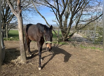 Westfaliano, Castrone, 3 Anni, 172 cm, Baio scuro