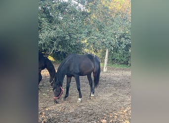 Westfaliano, Castrone, 3 Anni, 172 cm, Baio scuro