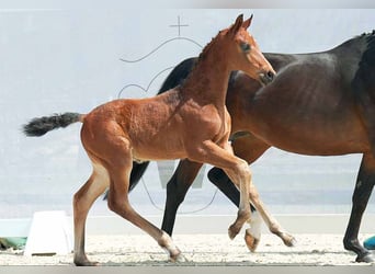 Westfaliano, Castrone, 3 Anni, 173 cm, Baio