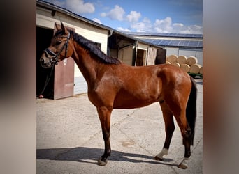 Westfaliano, Castrone, 3 Anni, 173 cm, Baio