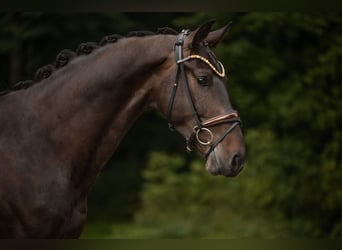Westfaliano, Castrone, 3 Anni, 173 cm, Baio scuro