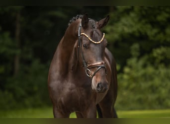 Westfaliano, Castrone, 3 Anni, 173 cm, Baio scuro