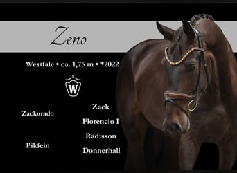 Westfaliano, Castrone, 3 Anni, 173 cm, Baio scuro