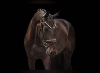 Westfaliano, Castrone, 3 Anni, 173 cm, Baio scuro