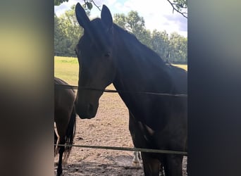 Westfaliano, Castrone, 3 Anni, 175 cm, Baio scuro