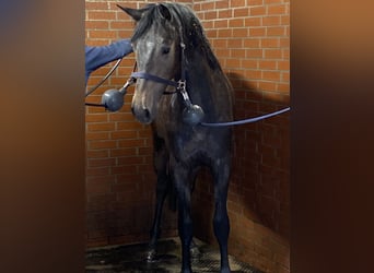 Westfaliano, Castrone, 3 Anni