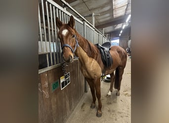 Westfaliano, Castrone, 4 Anni, 155 cm, Sauro