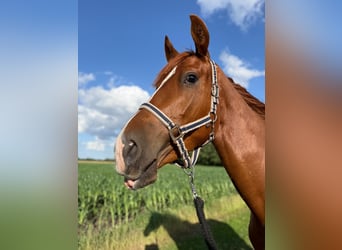 Westfaliano, Castrone, 4 Anni, 157 cm, Sauro