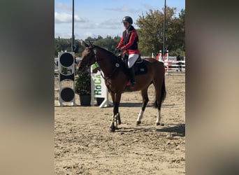 Westfaliano, Castrone, 4 Anni, 160 cm, Baio ciliegia