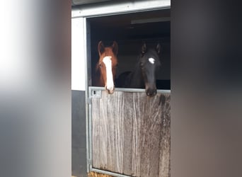 Westfaliano, Castrone, 4 Anni, 160 cm, Morello