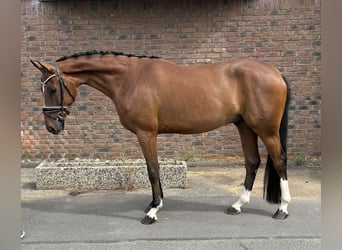 Westfaliano, Castrone, 4 Anni, 162 cm, Baio