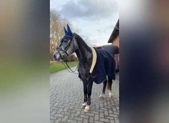 Westfaliano, Castrone, 4 Anni, 163 cm, Grigio ferro