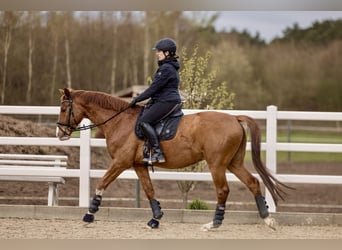 Westfaliano, Castrone, 4 Anni, 163 cm, Sauro