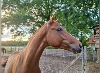 Westfaliano, Castrone, 4 Anni, 163 cm, Sauro