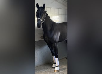 Westfaliano, Castrone, 4 Anni, 164 cm, Morello