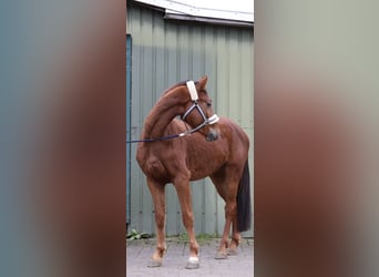 Westfaliano, Castrone, 4 Anni, 164 cm, Sauro ciliegia