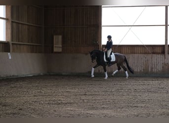 Westfaliano, Castrone, 4 Anni, 165 cm, Baio