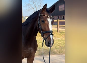 Westfaliano, Castrone, 4 Anni, 165 cm, Baio