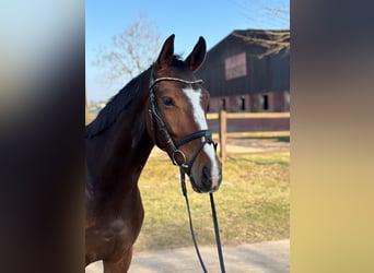 Westfaliano, Castrone, 4 Anni, 165 cm, Baio