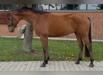 Westfaliano, Castrone, 4 Anni, 165 cm, Baio