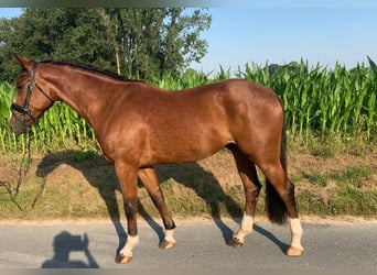 Westfaliano, Castrone, 4 Anni, 165 cm, Baio