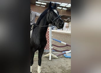 Westfaliano, Castrone, 4 Anni, 165 cm, Morello