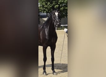Westfaliano, Castrone, 4 Anni, 165 cm, Morello