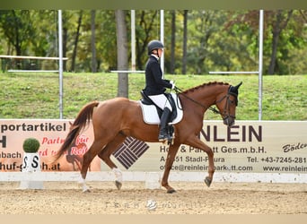 Westfaliano, Castrone, 4 Anni, 165 cm, Sauro