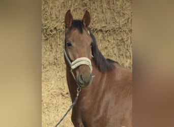 Westfaliano, Castrone, 4 Anni, 165 cm, Sauro ciliegia