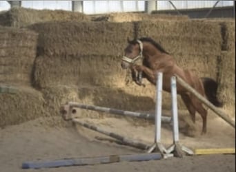 Westfaliano, Castrone, 4 Anni, 165 cm, Sauro ciliegia