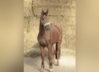 Westfaliano, Castrone, 4 Anni, 165 cm, Sauro ciliegia