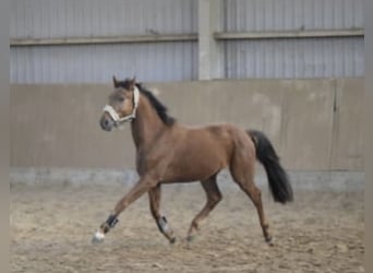 Westfaliano, Castrone, 4 Anni, 165 cm, Sauro ciliegia