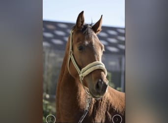 Westfaliano, Castrone, 4 Anni, 165 cm, Sauro ciliegia