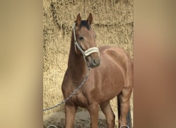 Westfaliano, Castrone, 4 Anni, 165 cm, Sauro ciliegia