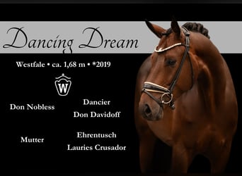 Westfaliano, Castrone, 4 Anni, 166 cm, Baio
