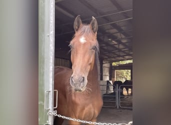 Westfaliano, Castrone, 4 Anni, 166 cm, Baio