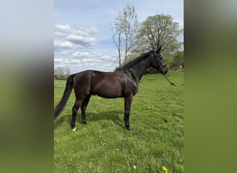 Westfaliano, Castrone, 4 Anni, 166 cm, Baio nero