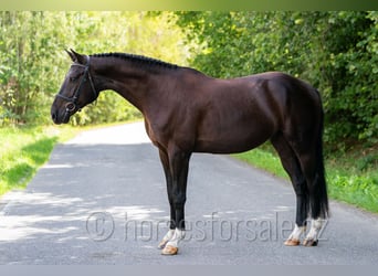 Westfaliano, Castrone, 4 Anni, 166 cm, Baio nero