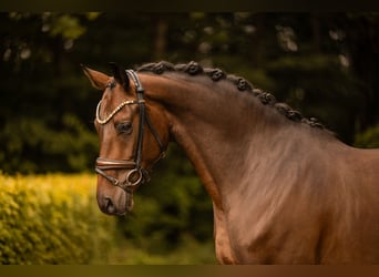 Westfaliano, Castrone, 4 Anni, 166 cm, Baio scuro
