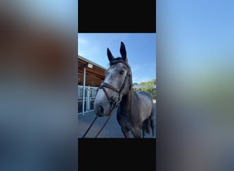 Westfaliano, Castrone, 4 Anni, 166 cm, Grigio pezzato