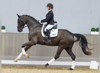 Westfaliano, Castrone, 4 Anni, 166 cm, Morello