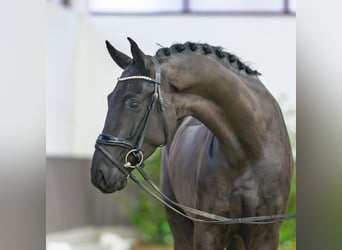 Westfaliano, Castrone, 4 Anni, 166 cm, Morello