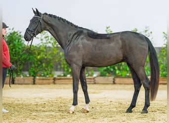 Westfaliano, Castrone, 4 Anni, 166 cm, Morello