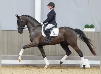 Westfaliano, Castrone, 4 Anni, 166 cm, Morello