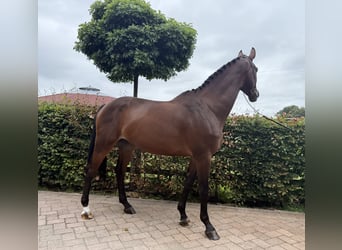 Westfaliano, Castrone, 4 Anni, 167 cm, Baio